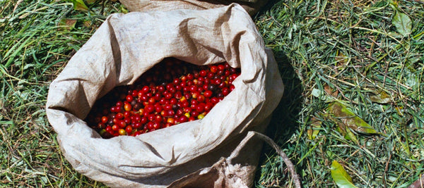 Papua New Guinea Purosa A Single Origin Specialty Coffee