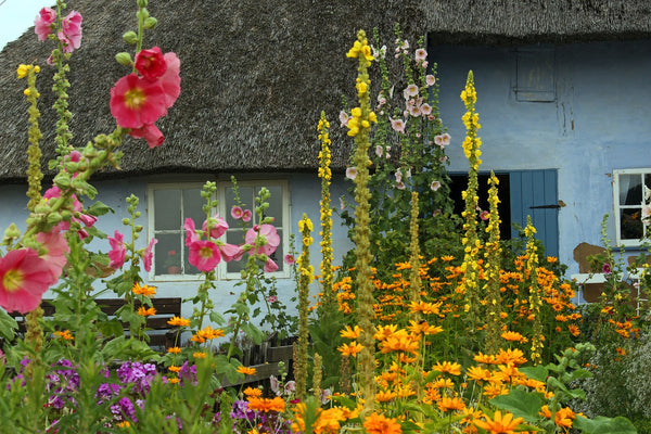 Thatched Cottage Colourful Flowers