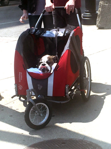 Doggie in stroller