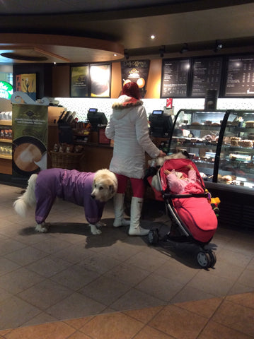 Dogs at Starbucks