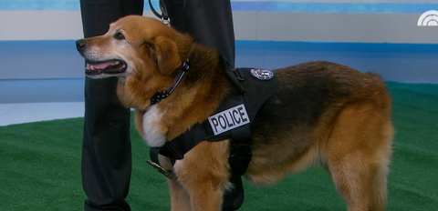 K-9  Flash wearing a Thin Blue Line USA collar on the Today Show