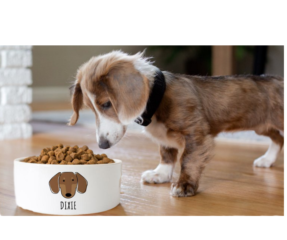 dachshund water bowl