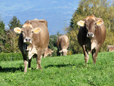Braunvieh cows | topfer milk sourced from Braunvieh cows 