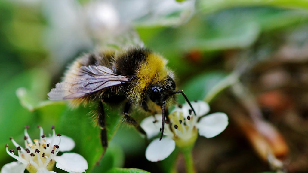 Bee in a bee-friendly garden