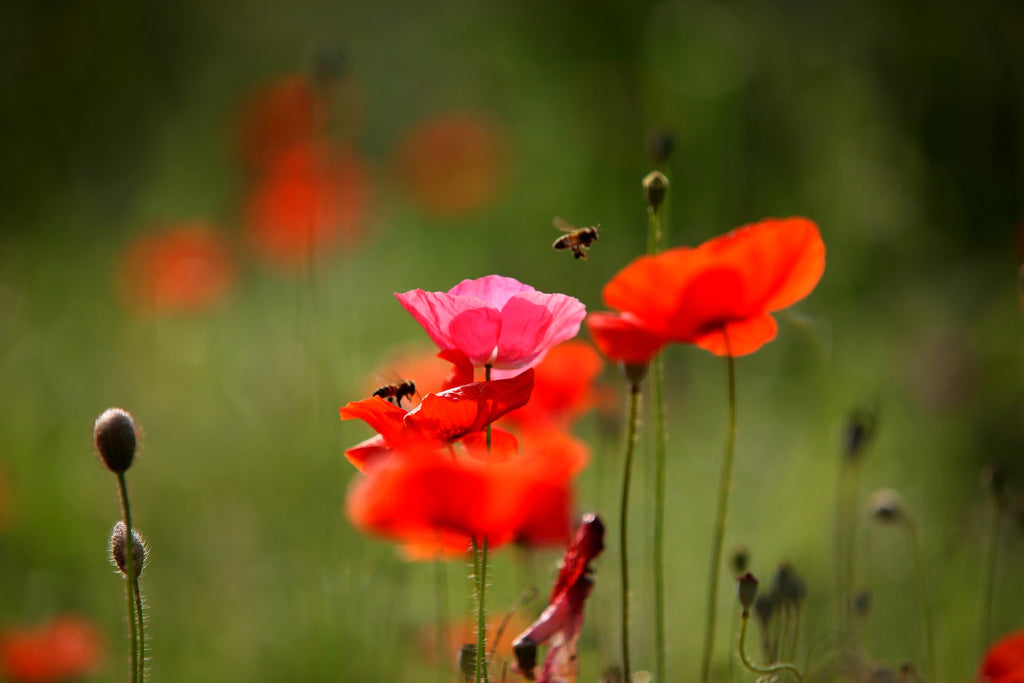 Planting a bee-friendly garden