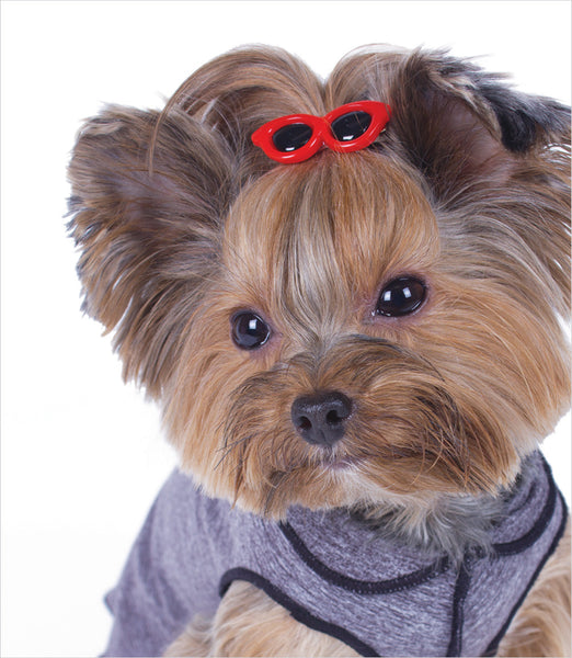 yorkie pu sunglasses hair assorted 12 pk gw yorkie pu sunglasses hair assorted 12 pk gw