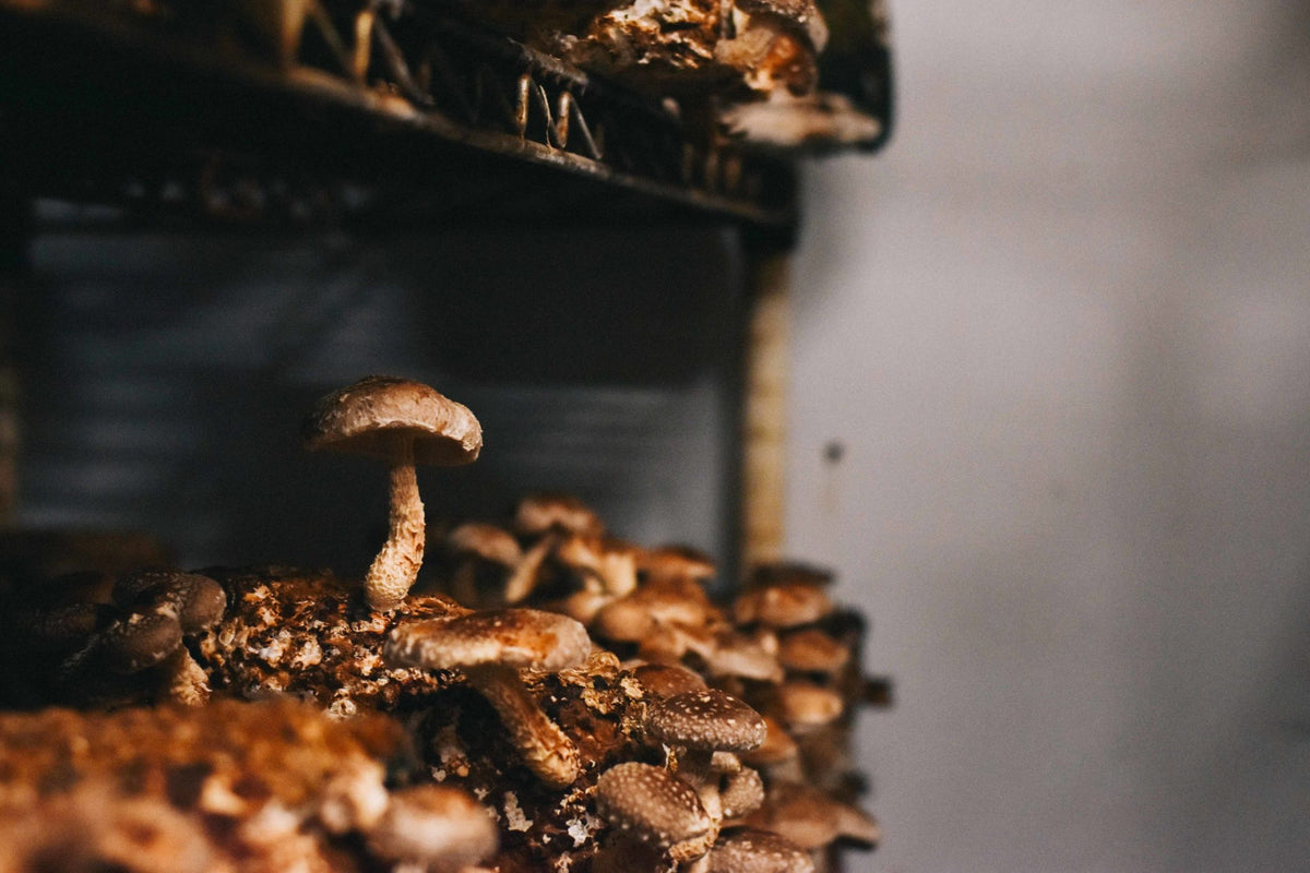 shiitake sawdust supplemented fungi