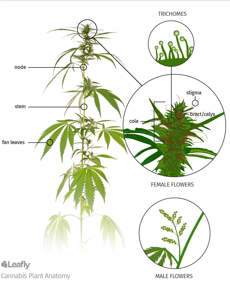 The Anatomy of a Cannabis Plant; node, stem, fan leaves and flowers
