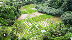 picture of Hawaiian farm