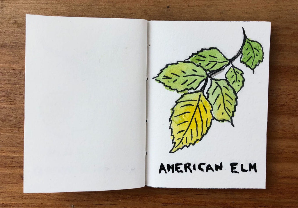 American Elm Tree Illustration