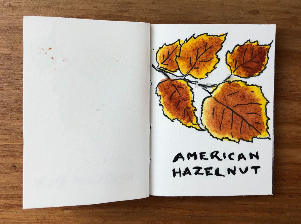 American Hazelnut Tree Illustration