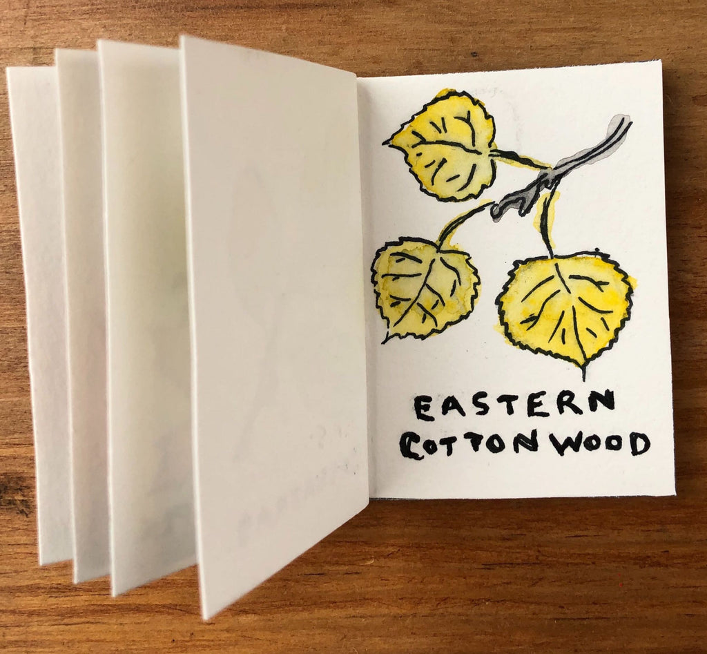 Eastern Cottonwood Tree Illustration