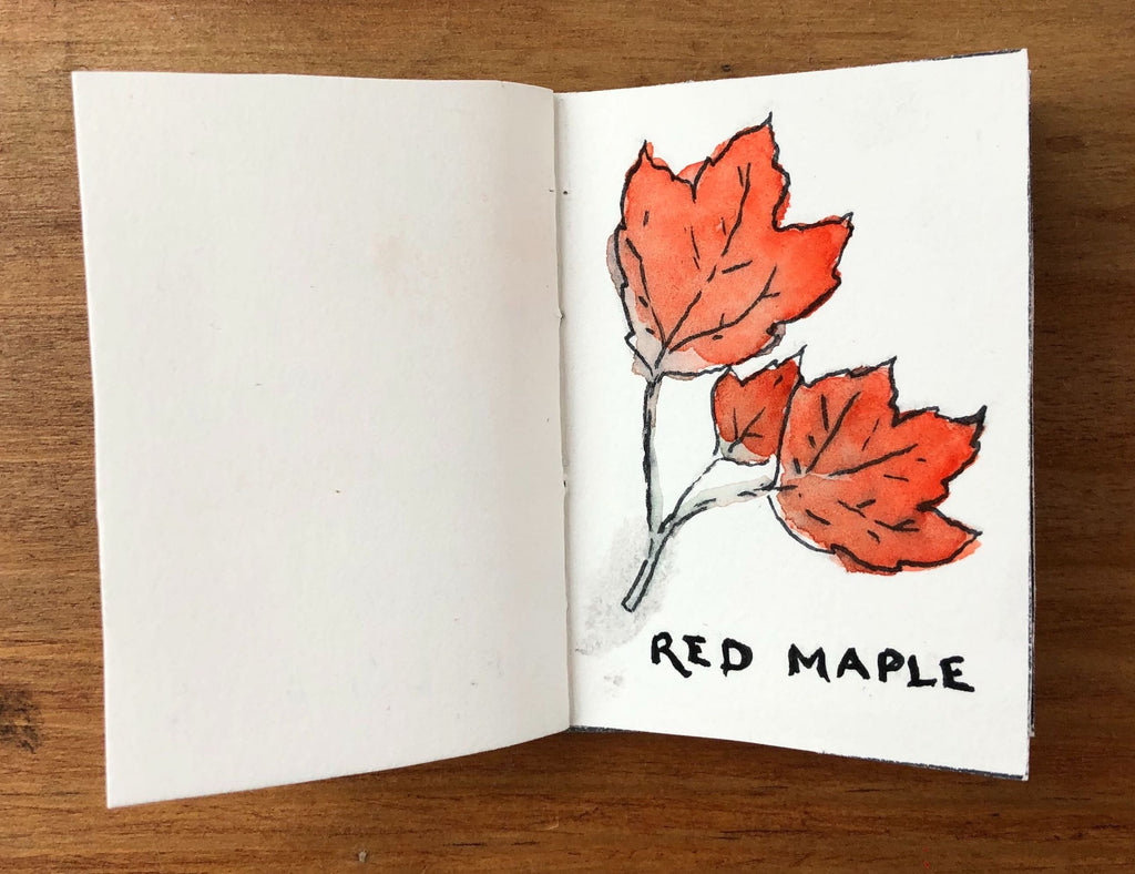 Red Maple Tree Illustration