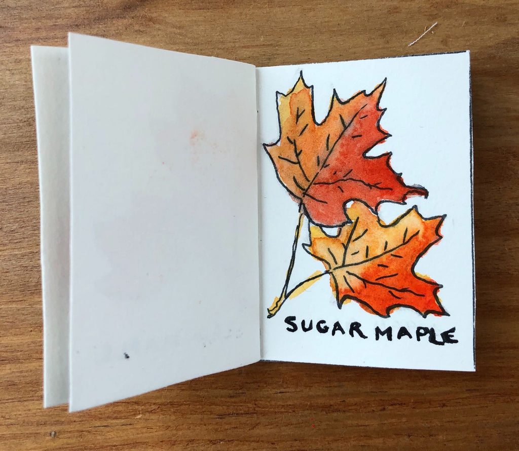 Sugar Maple Tree Illustration