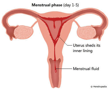menstrual phase