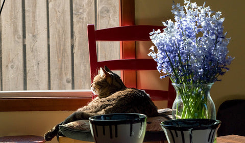 Boho Decor Blog - Cat in the sun - Pallu Design