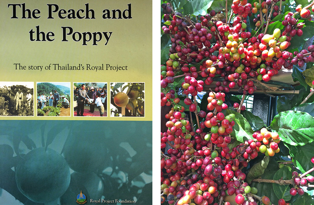 The-Peach-and-the-Poppy-Pallu-design-Blog