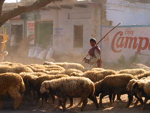 Flock of sheep with a young Indian sheep herder in a dusty environment.