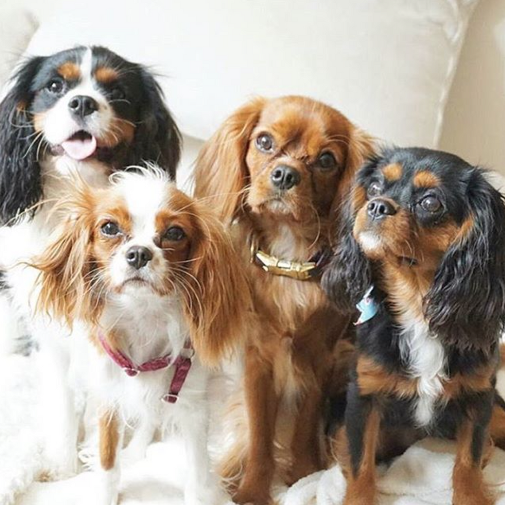 cavalier king charles and kings charles spaniel