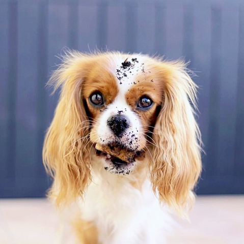 cavalier king charles spaniel