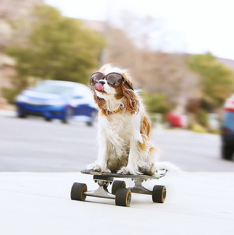 cavalier king charles spaniel