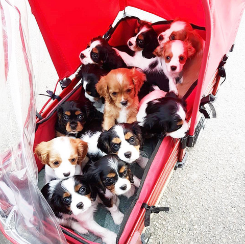 cavalier king charles spaniel