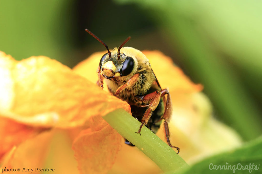 Native bee on squash flower | CanningCrafts.com