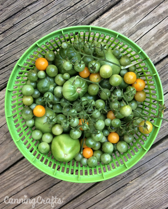 CanningCrafts garden 2018: Green Tomatoes