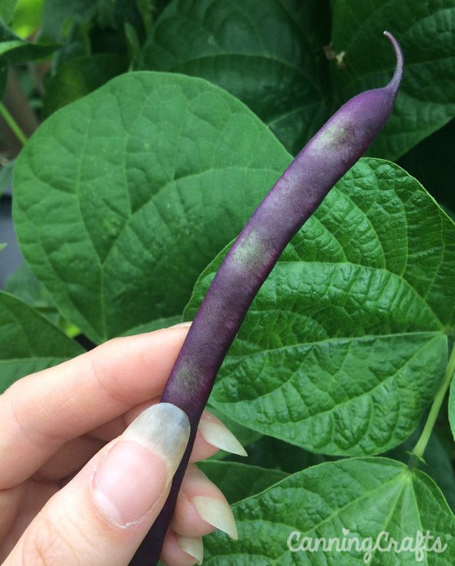 CanningCrafts garden 2018: Purple Podded Pole Beans