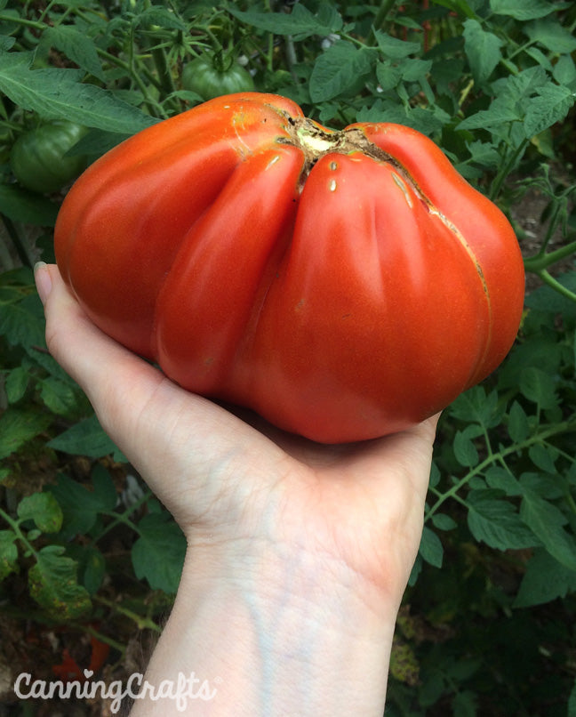CanningCrafts garden 2018: Goldman's Italian-American Heirloom Tomato