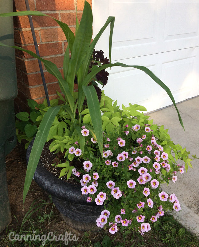 Garden 2019: Corn in FlowerPot | CanningCrafts.com