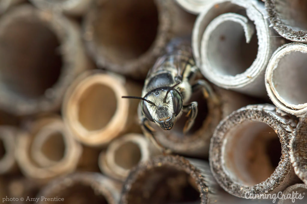 Native Bee in House | CanningCrafts.com