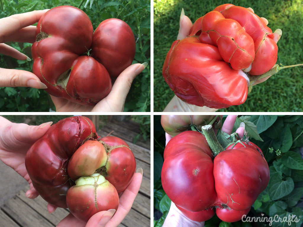 Garden 2019: Black Krim & Mushroom Basket Tomatoes with Catfacing | CanningCrafts.com
