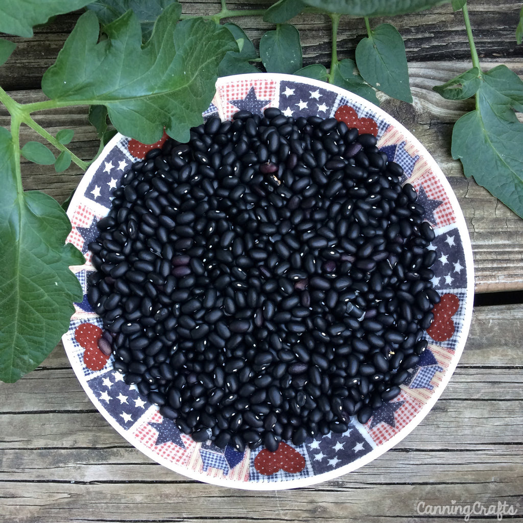 Garden 2019: Black Turtle Beans | CanningCrafts.com