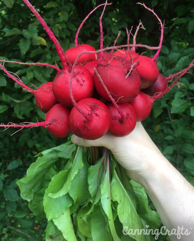 Garden 2019: Chioggia & Early Wonder Beets | CanningCrafts.com