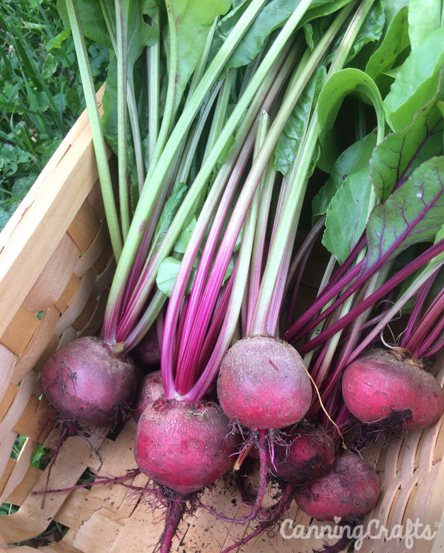 Garden 2019: Chioggia & Early Wonder Beets | CanningCrafts.com