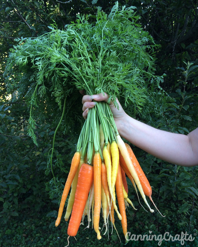 Garden 2019: Rainbow Mix Carrot Harvest | CanningCrafts.com