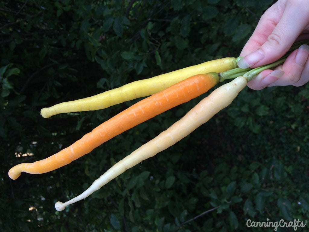 Garden 2019: Rainbow Mix Carrot Harvest | CanningCrafts.com