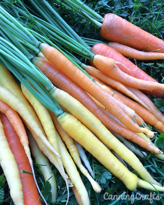 Garden 2019: Rainbow Mix Carrot Harvest | CanningCrafts.com