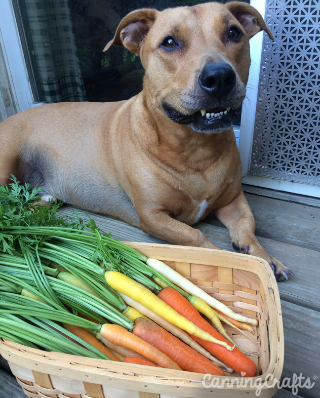 Garden 2019: Rainbow Mix Carrot Harvest with Tuna Fish Joe | CanningCrafts.com