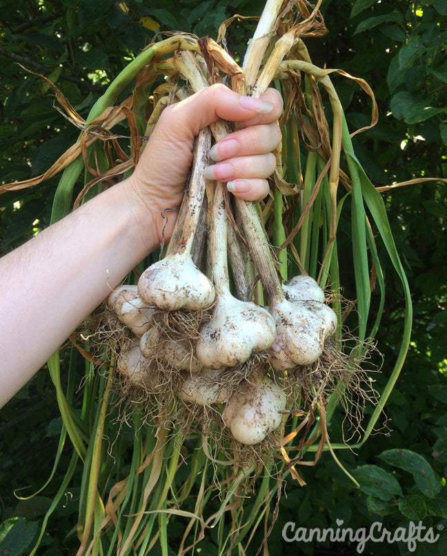 Garden 2019: Garlic Harvest | CanningCrafts.com