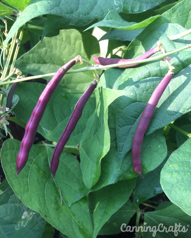 Garden 2019: Red Swan Green Beans | CanningCrafts.com