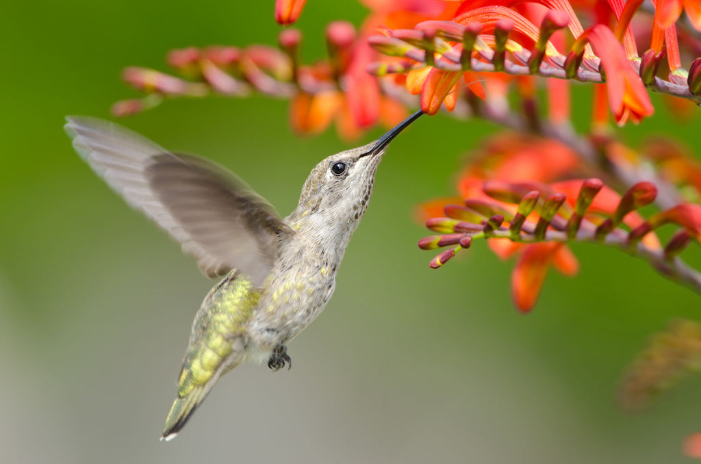 Hummingbird feeding & pollinating flower | CanningCrafts.com