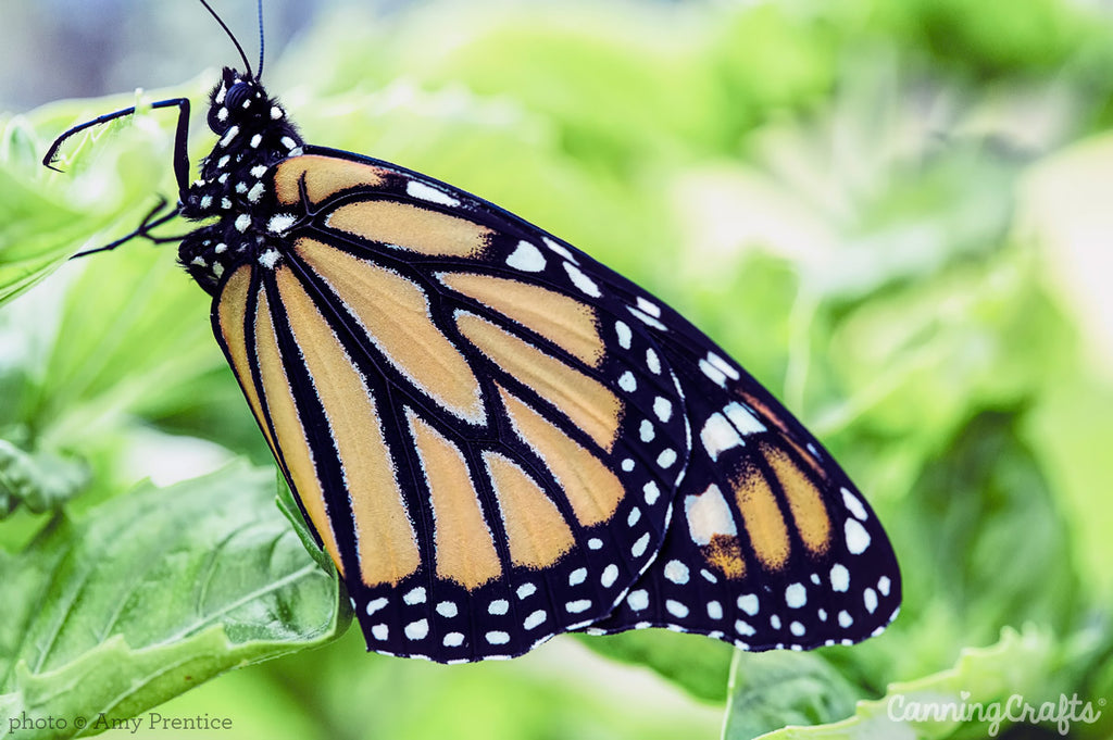 Monarch Butterfly on leaf | CanningCrafts.com