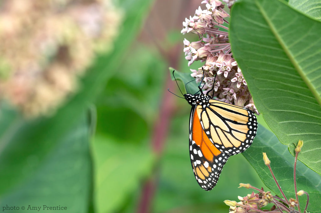 Monarch Butterfly on Milkweed | CanningCrafts.com