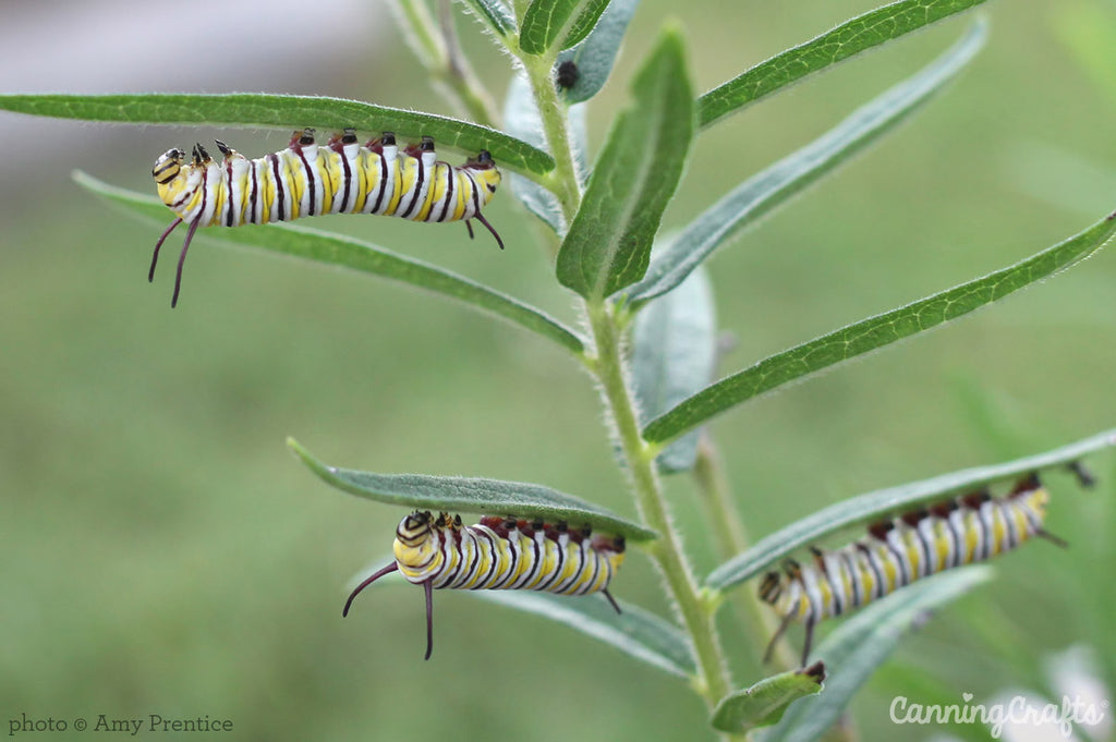 Monarch Caterpillars on Milkweed | CanningCrafts.com