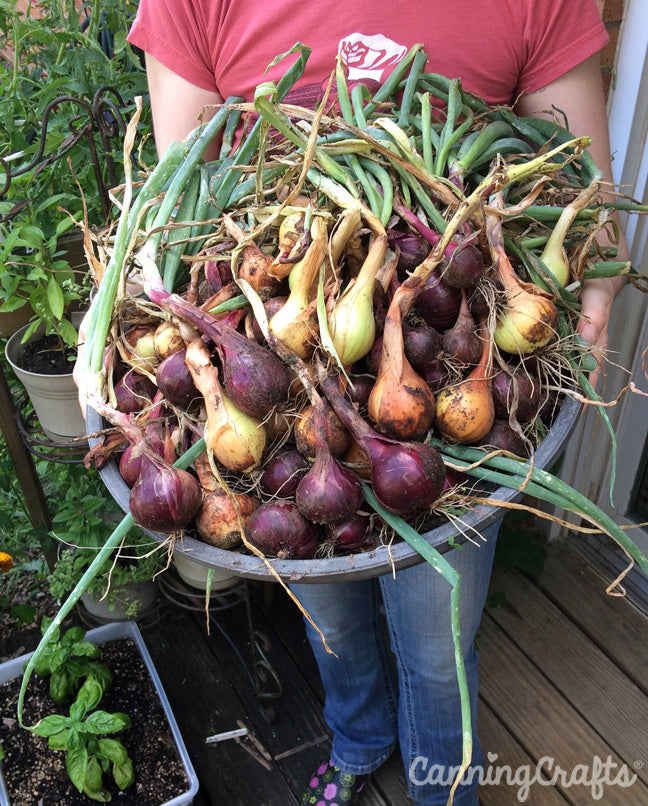 Garden 2019: Onion Harvest | CanningCrafts.com