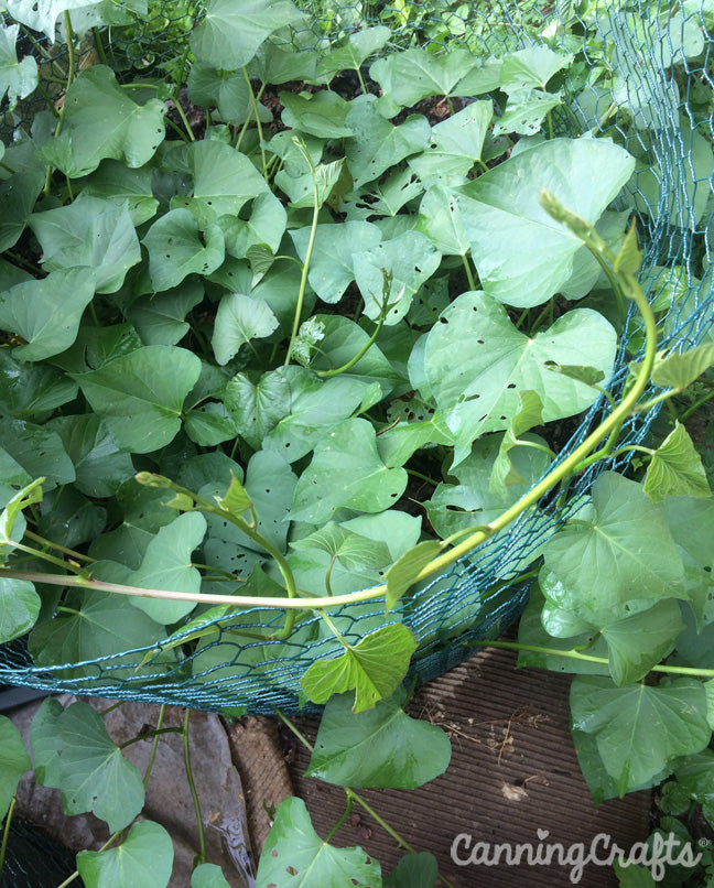 Garden 2019: Sweet Potatoes | CanningCrafts.com