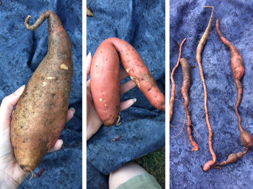 Garden 2019: Growing & Harvesting Sweet Potato | CanningCrafts.com