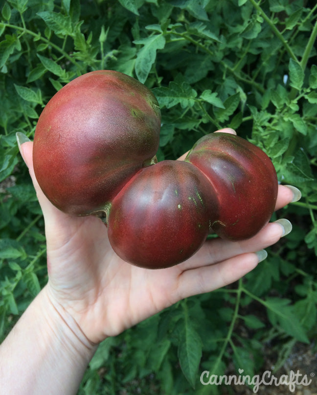 Garden 2019: Black Krim Tomato with Catfacing | CanningCrafts.com